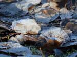 FZ035328 Frozen leaves on the floor.jpg